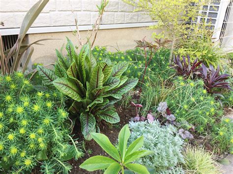 陰生植物 一覧|「日陰でも育つ」植物一覧（条件から探す）｜図鑑検索｜みんな 